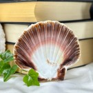 Pynte Kamskjell fra Tysvær, Norge - Havets Vokter thumbnail