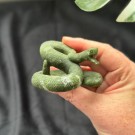 Vakker Serpentin Slange  thumbnail