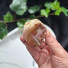 Liten Rød Forsteinet Tre Skive #4 thumbnail