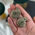 Ammonitt Par #2 thumbnail