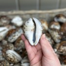 Tigerkauriskjell, 6-8cm thumbnail