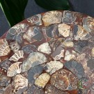 Stor Ammonitt Skive m/holder [25,8cm] thumbnail