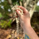 Skeleton Skull Dragon 25cm  thumbnail