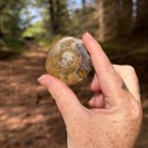 Goniatitt #2 thumbnail