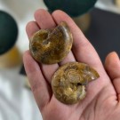 Ammonitt Par #3 thumbnail