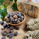 Goniatitt - 10stk  thumbnail