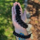 Svart Drage Orm 55cm thumbnail