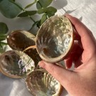 Abalone Skjell Mexico [Små] thumbnail