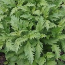 Vel Unt's Drømmehage ~ Jernurt (Vervain) thumbnail