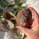 Abalone Skjell Mexico [Små] thumbnail