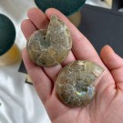 Ammonitt Par #4 thumbnail