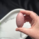 Unik Rosa Forsteinet Tre Shiva #3 thumbnail