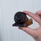 Regnbue Fluoritt Snegle thumbnail