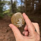 Goniatitt #1 thumbnail