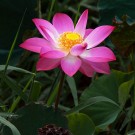 Vel Unt's Drømmehage ~ Pink Lotus/Rosa Lotus Blader thumbnail