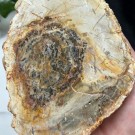 Forsteinet Tre Skive #1 thumbnail