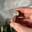Liten/Mini Ammonitt Hel thumbnail