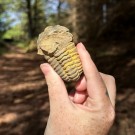 Trilobitt 7,2cm thumbnail