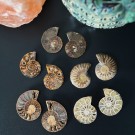 Ammonitt Par - Medium (29-50g) TILFELDIG PLUKK thumbnail