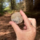 Goniatitt #2 thumbnail