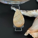 Agatisert Korall/Korall Fossil Dråpe #2 thumbnail