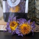 Vel Unt's Drømmehage ~ Blå Lotus Blomst 4stk (Blue Lotus) thumbnail