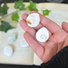 Shivas Øye Dråpe (Shiva Skjell) thumbnail