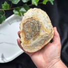 Forsteinet Tre Skive #1 thumbnail