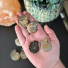 Ammonitt Par - Små/Medium (15-27g) TILFELDIG PLUKK thumbnail