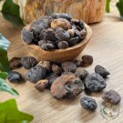 Goniatitt - 10stk  thumbnail