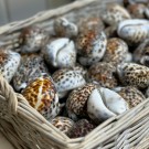 Tigerkauriskjell, 6-8cm thumbnail