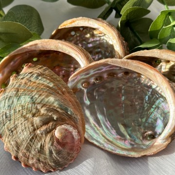 Abalone Skjell - Mexico [Små-Medium]
