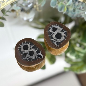 Septarian Nodule Par #1