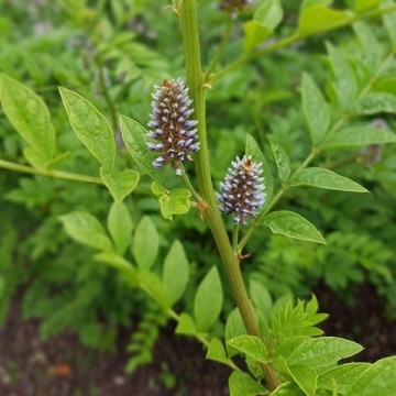 Witchuals: Liquorice Root/Lakrisrot (2stk)