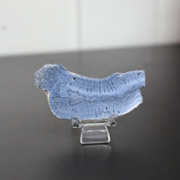 Blå Fossiliert Korall #5 