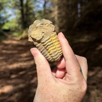 Trilobitt 7,2cm