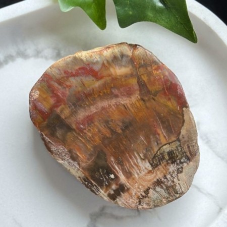 Forsteinet /Krystallisert Tre