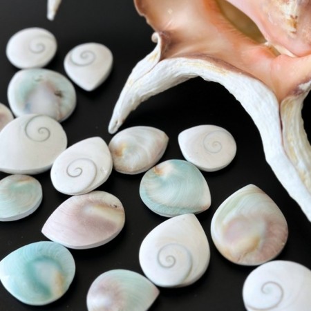 Alle Fossiler & Skjell