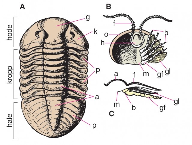 Trilobitter. A) Helt skall sett ovenfra. B) Hodeskjold sett nedenfra. Ben og undersidens tynne kitinlag er fjernet til venstre. C) Tverrsnitt av aksen og høyre del av et kroppsledd.