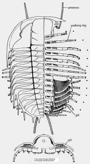 Triloitters anatomi, høyre side er gjennomskåret for å vise bena på undersiden som nesten aldri er oppbevart. Under kroppen gjennomskåret for å vise hvordan den indre anatomien fungerer.